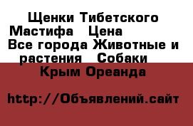 Щенки Тибетского Мастифа › Цена ­ 90 000 - Все города Животные и растения » Собаки   . Крым,Ореанда